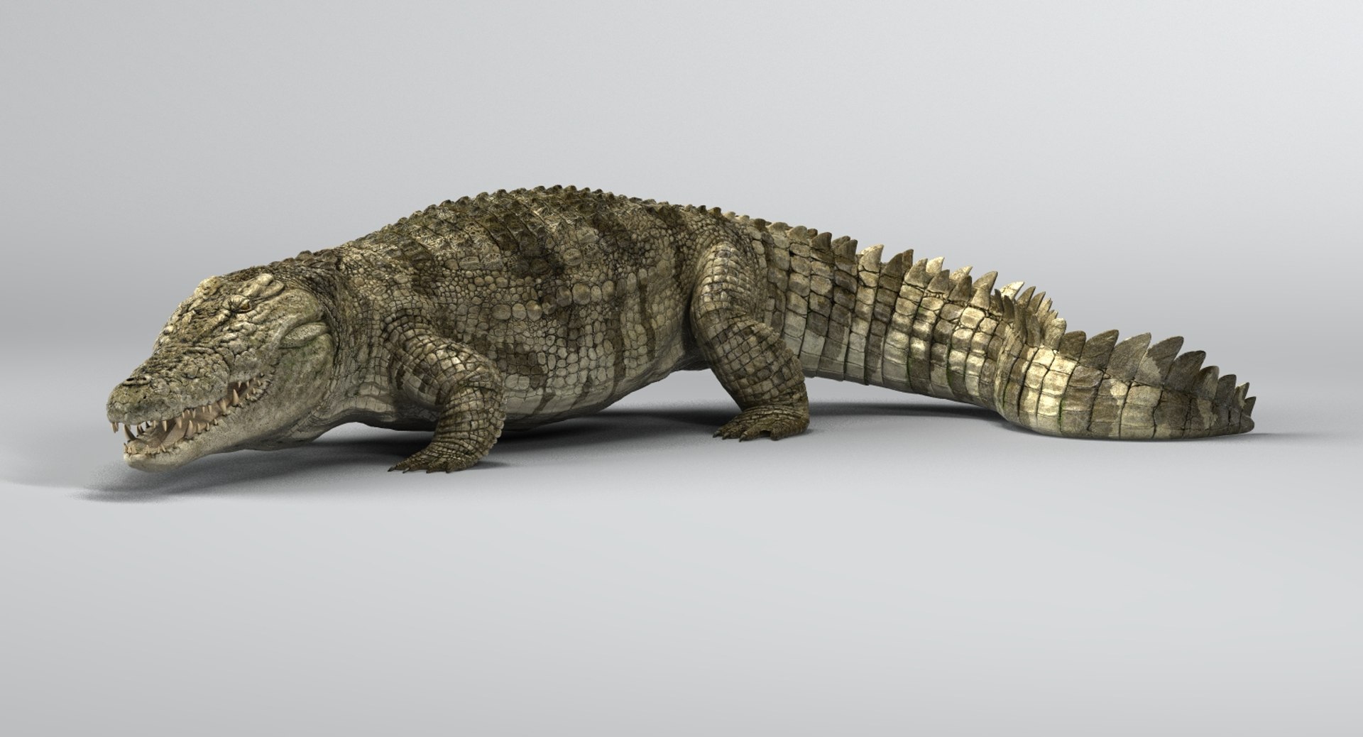 crocodile rigged 3D https://p.turbosquid.com/ts-thumb/iX/HPcGk0/OIms44iI/20/jpg/1493975156/1920x1080/fit_q87/37cbfe68b2b9eb1a5fb7791adcac1deb2a1236d7/20.jpg