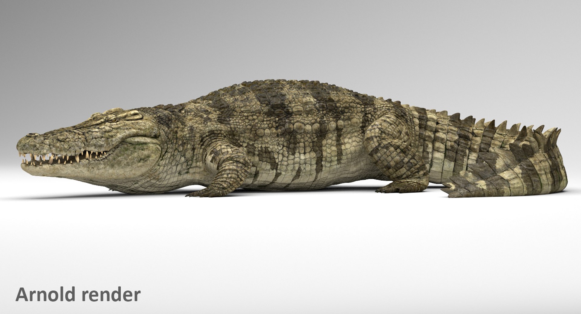 crocodile rigged 3D https://p.turbosquid.com/ts-thumb/iX/HPcGk0/SnaXYZ4c/title1/jpg/1495272967/1920x1080/fit_q87/86c97e60c6ff071875c92dee124dd7b11b7eed17/title1.jpg