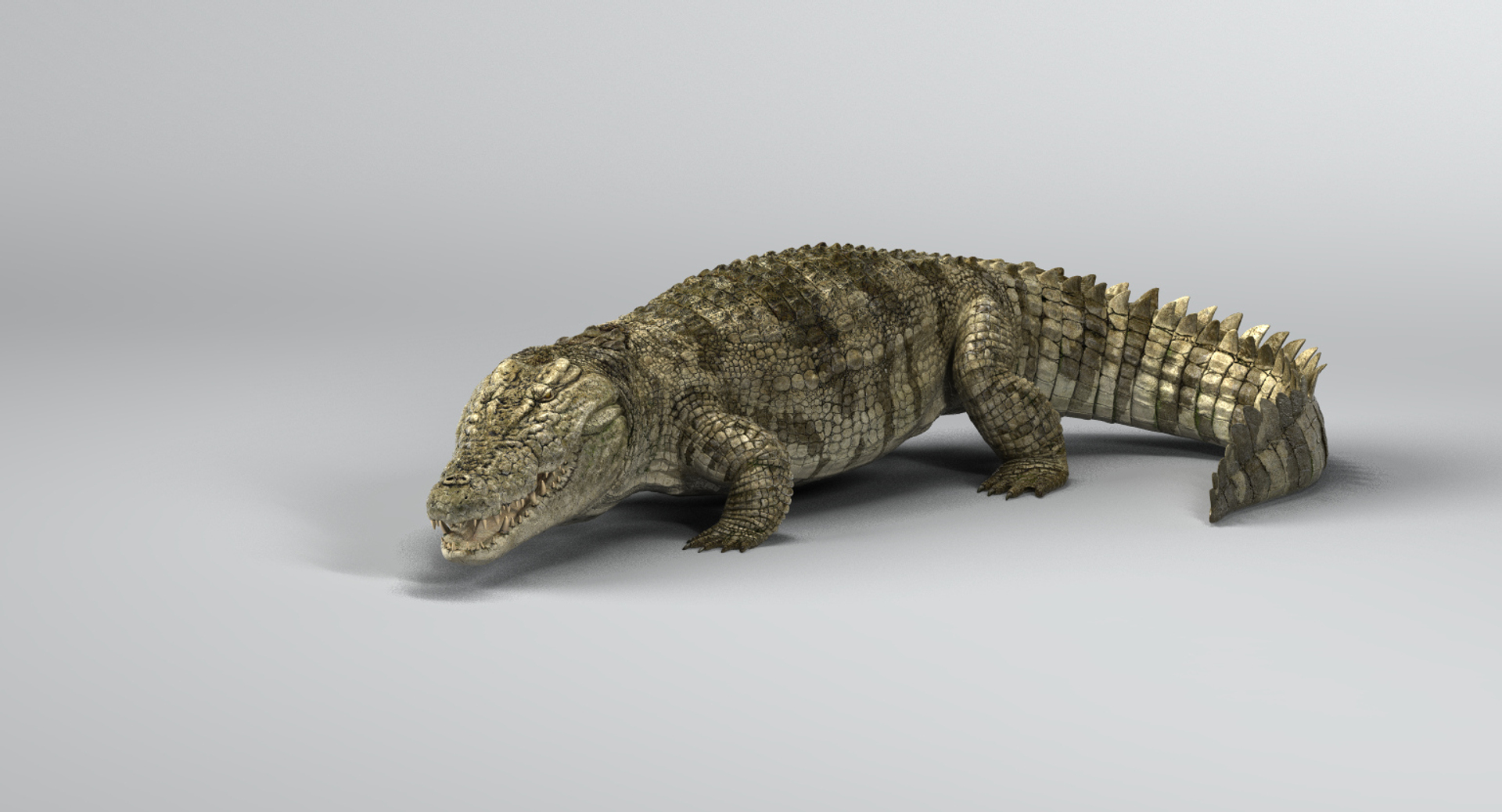 crocodile rigged 3D https://p.turbosquid.com/ts-thumb/iX/HPcGk0/ZvO3iHKg/m/jpg/1494008237/1920x1080/turn_fit_q99/0881344ec11fd346e3fbb375343db8f766384fc6/m-1.jpg