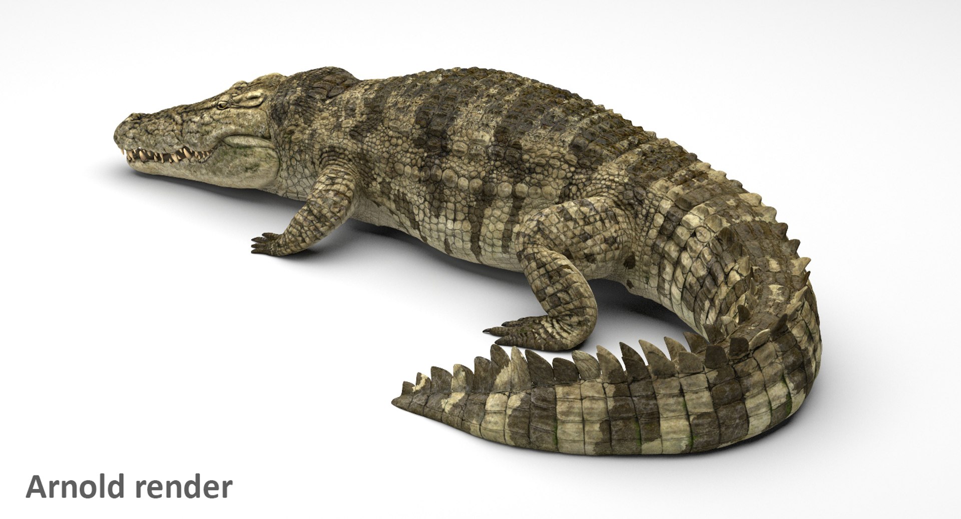 crocodile rigged 3D https://p.turbosquid.com/ts-thumb/iX/HPcGk0/a1hbcNOS/4/jpg/1495272967/1920x1080/fit_q87/e0d966052dbdb54b21542a1cd8ff8743e6f6b5ba/4.jpg