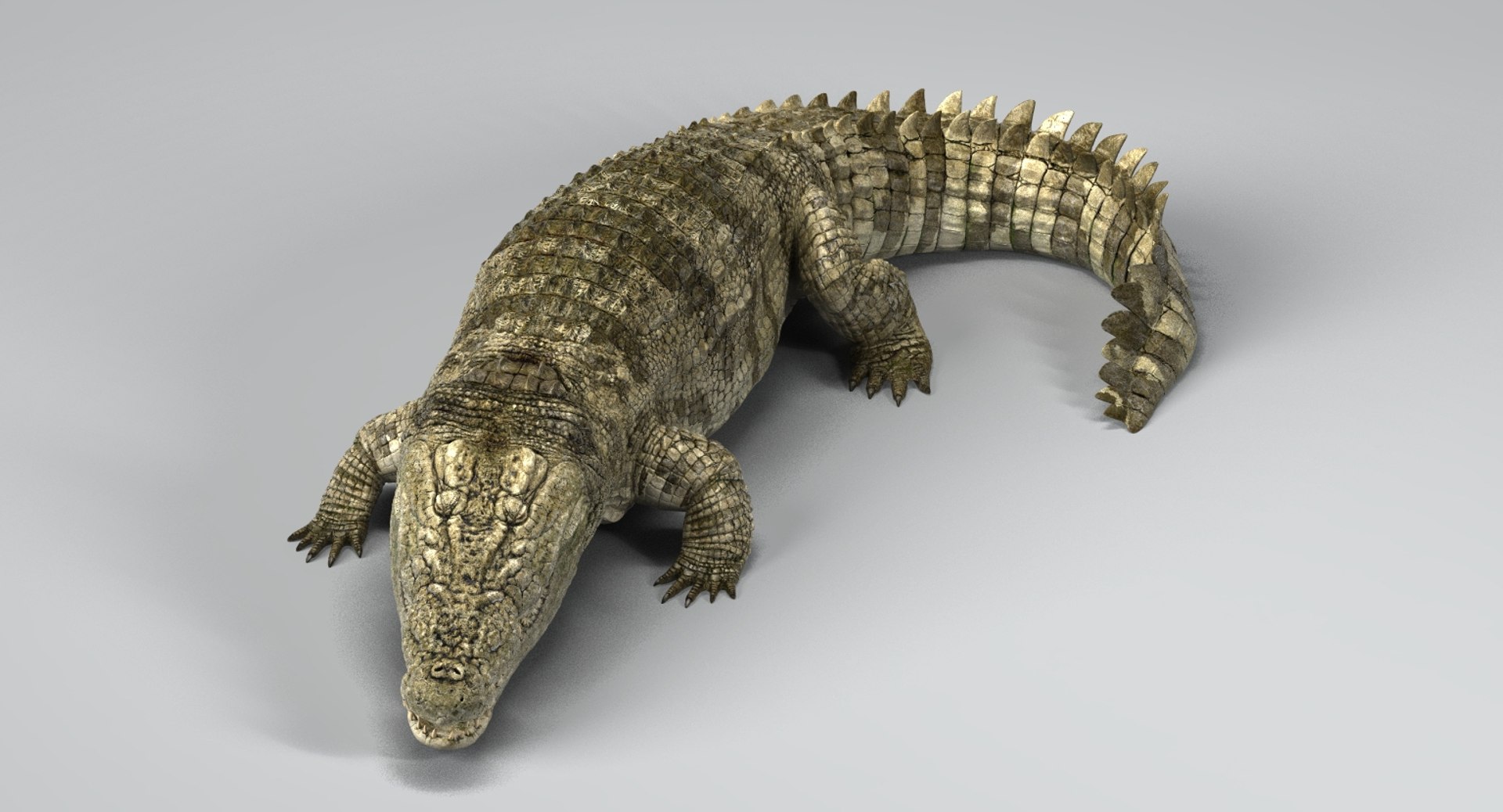 crocodile rigged 3D https://p.turbosquid.com/ts-thumb/iX/HPcGk0/dOHJhhQ6/6/jpg/1493976040/1920x1080/fit_q87/b20caf4e5b1952a8b60695ba952512fde4e88e5c/6.jpg