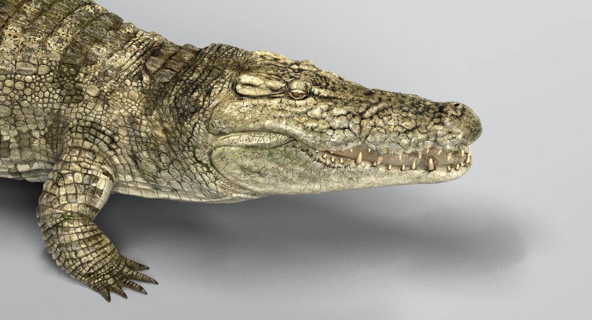 crocodile rigged 3D https://p.turbosquid.com/ts-thumb/iX/HPcGk0/eU1E282J/12/jpg/1493976041/1920x1080/fit_q87/d6c82d46f3b73d3874c232bda2ce3ab9a213a812/12.jpg
