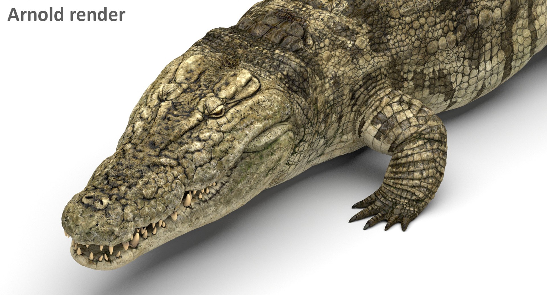 crocodile rigged 3D https://p.turbosquid.com/ts-thumb/iX/HPcGk0/elAl18AU/8/jpg/1495272967/1920x1080/fit_q87/bfd65d31ee5b9a8d610121f543ac3fb3315d0c10/8.jpg