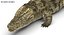 Crocodile Rigged