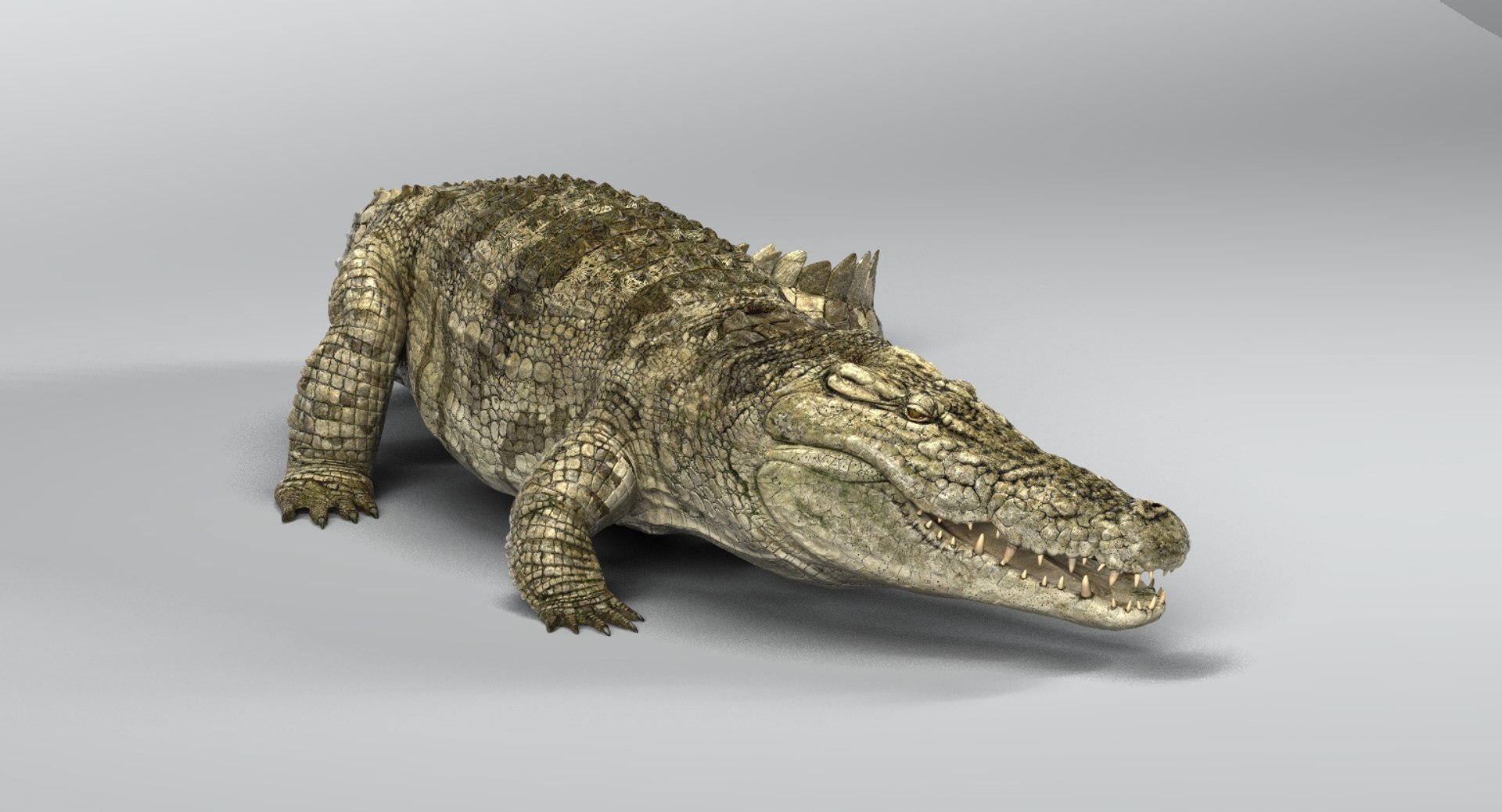crocodile rigged 3D https://p.turbosquid.com/ts-thumb/iX/HPcGk0/haTUST5Z/3/jpg/1493976040/1920x1080/fit_q87/67d86a52d16707a8ca9a392ba7ad1e3bbbc0f38e/3.jpg