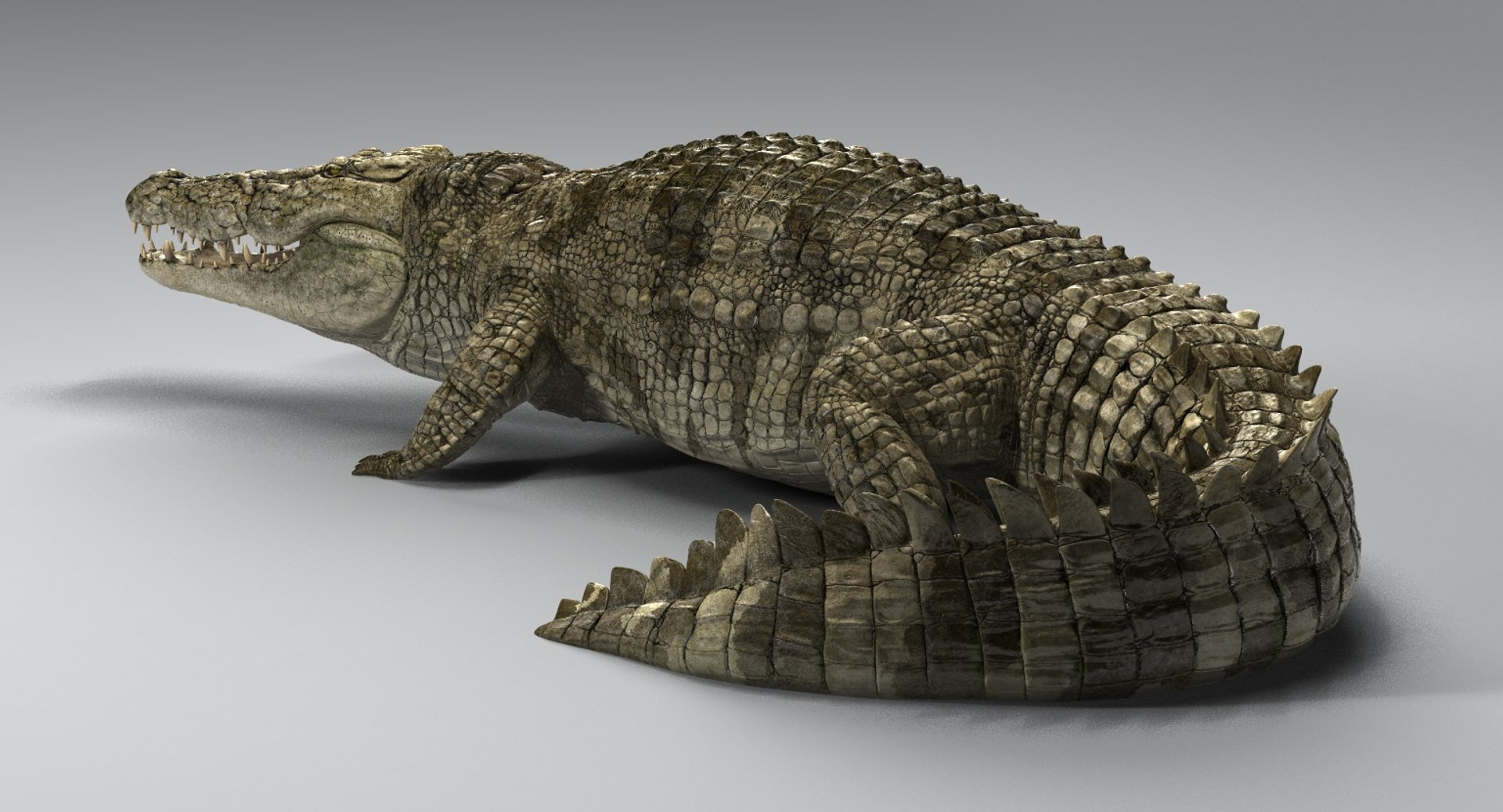 crocodile rigged 3D https://p.turbosquid.com/ts-thumb/iX/HPcGk0/ifbrcKfJ/9/jpg/1493976041/1920x1080/fit_q87/4a5e5a97c6c6dce5404a718431d2540e35b9e19c/9.jpg
