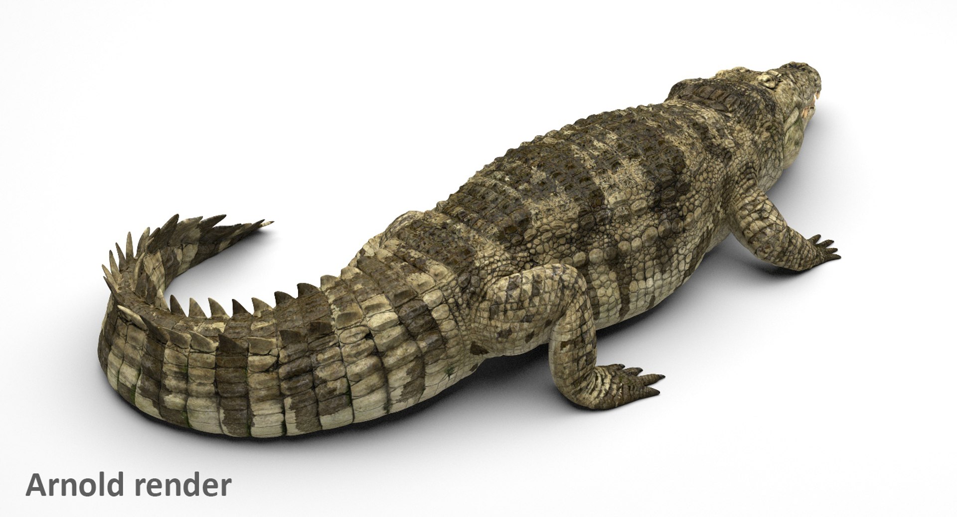 crocodile rigged 3D https://p.turbosquid.com/ts-thumb/iX/HPcGk0/lWBXnqby/5/jpg/1495272967/1920x1080/fit_q87/d10b6c9af8701882db79d6ba295ecc6aa64ec995/5.jpg