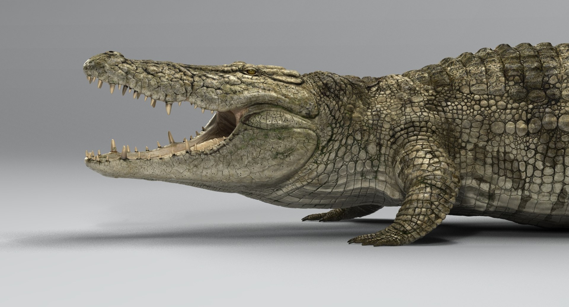 crocodile rigged 3D https://p.turbosquid.com/ts-thumb/iX/HPcGk0/p82P1QNS/8/jpg/1493976041/1920x1080/fit_q87/19e1cf4f9129f90451b8a5d1548bb5c0834e74e4/8.jpg