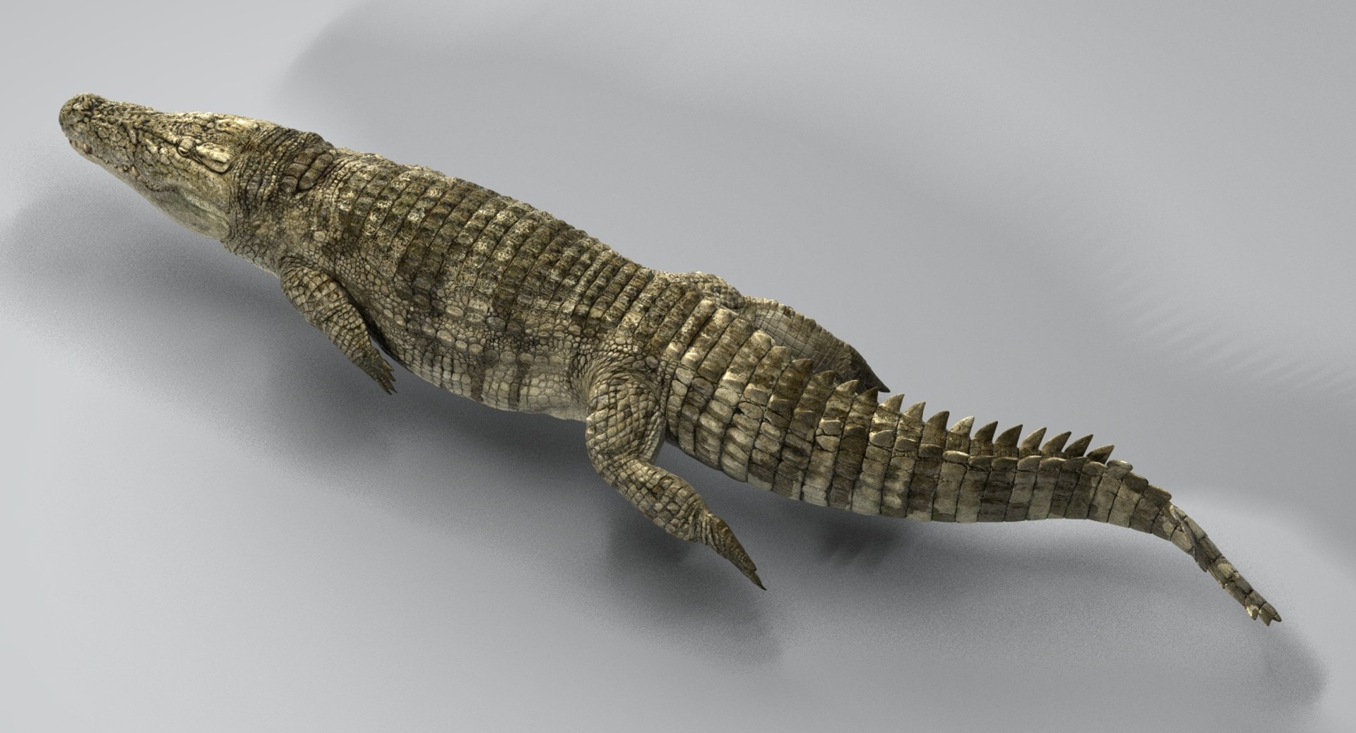 crocodile rigged 3D https://p.turbosquid.com/ts-thumb/iX/HPcGk0/pNGu3Rr3/19/jpg/1493976041/1920x1080/fit_q87/386e792d4252ee0ef018c423c22144023333a128/19.jpg