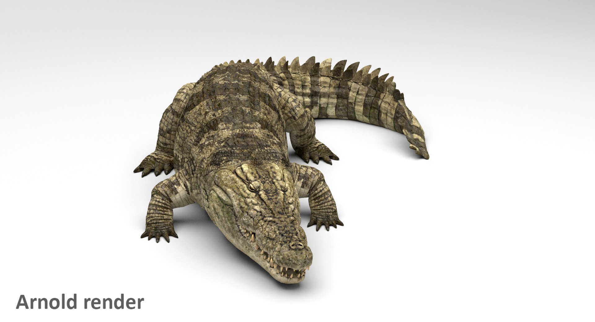 crocodile rigged 3D https://p.turbosquid.com/ts-thumb/iX/HPcGk0/sKqiTzWy/3/jpg/1495272967/1920x1080/fit_q87/a9902ba77bf4d893e9f521e15f39425191d881b2/3.jpg