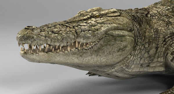 Crocodile rigged 3D - TurboSquid 1154461