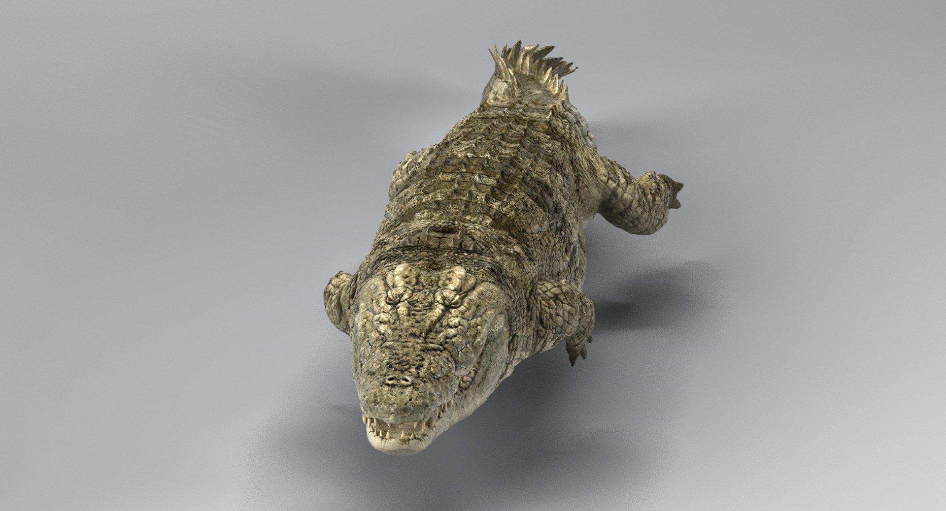 crocodile rigged 3D https://p.turbosquid.com/ts-thumb/iX/HPcGk0/vRh7MzZO/16/jpg/1493976041/1920x1080/fit_q87/0d2236be1e0fe9510370e6a46d5b4100e6e4ee76/16.jpg