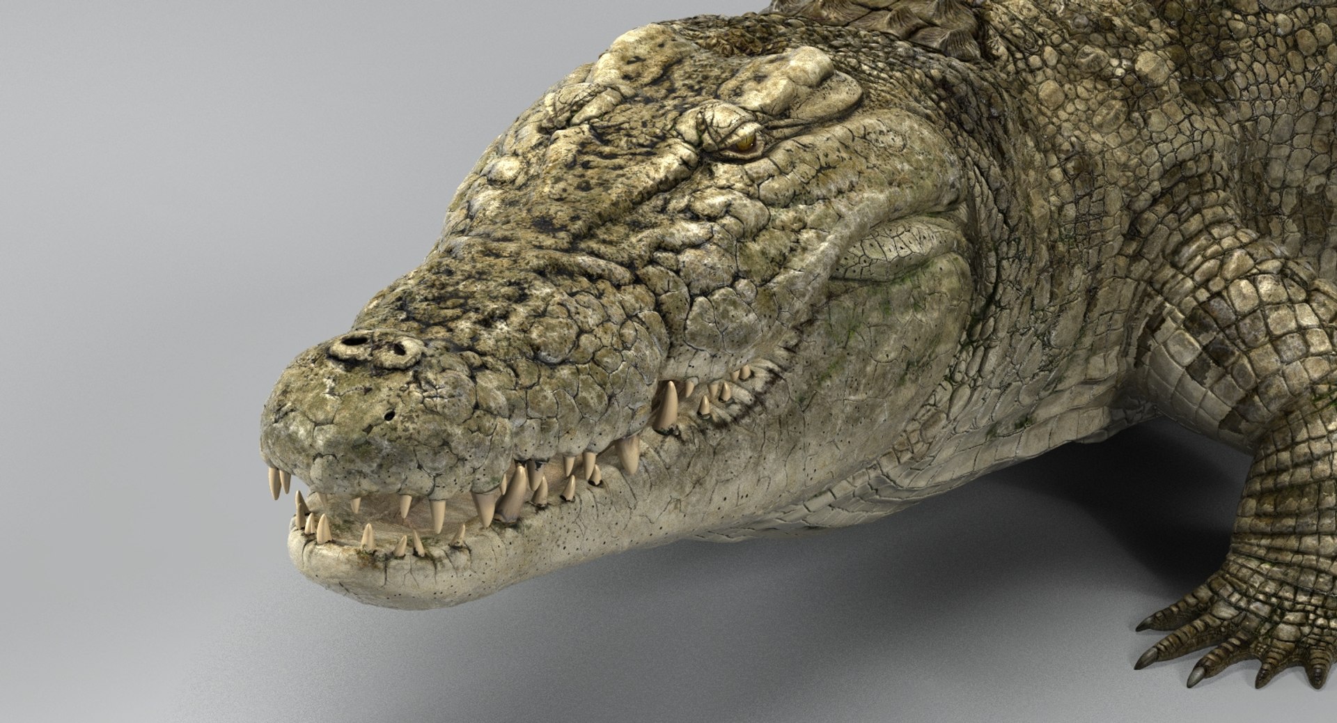 crocodile rigged 3D https://p.turbosquid.com/ts-thumb/iX/HPcGk0/whtOAC2d/13/jpg/1493976041/1920x1080/fit_q87/4ab04f9e966a36a5851d1b6de91dfe9d63535c96/13.jpg