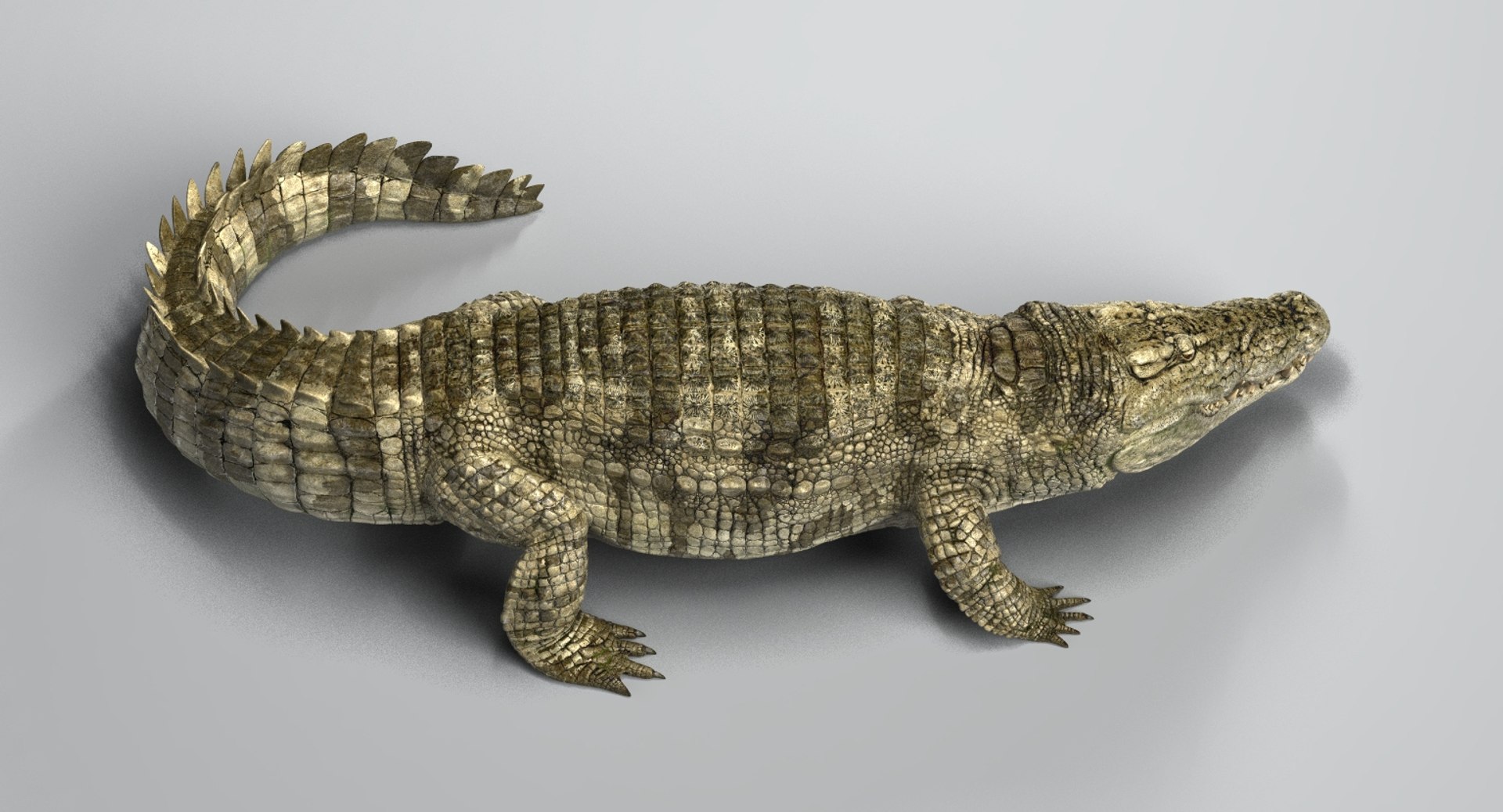 crocodile rigged 3D https://p.turbosquid.com/ts-thumb/iX/HPcGk0/xva3T4pD/4/jpg/1493976040/1920x1080/fit_q87/d8ca3a80cc1b7c52d651f2dc0cddf71ba89d73c1/4.jpg