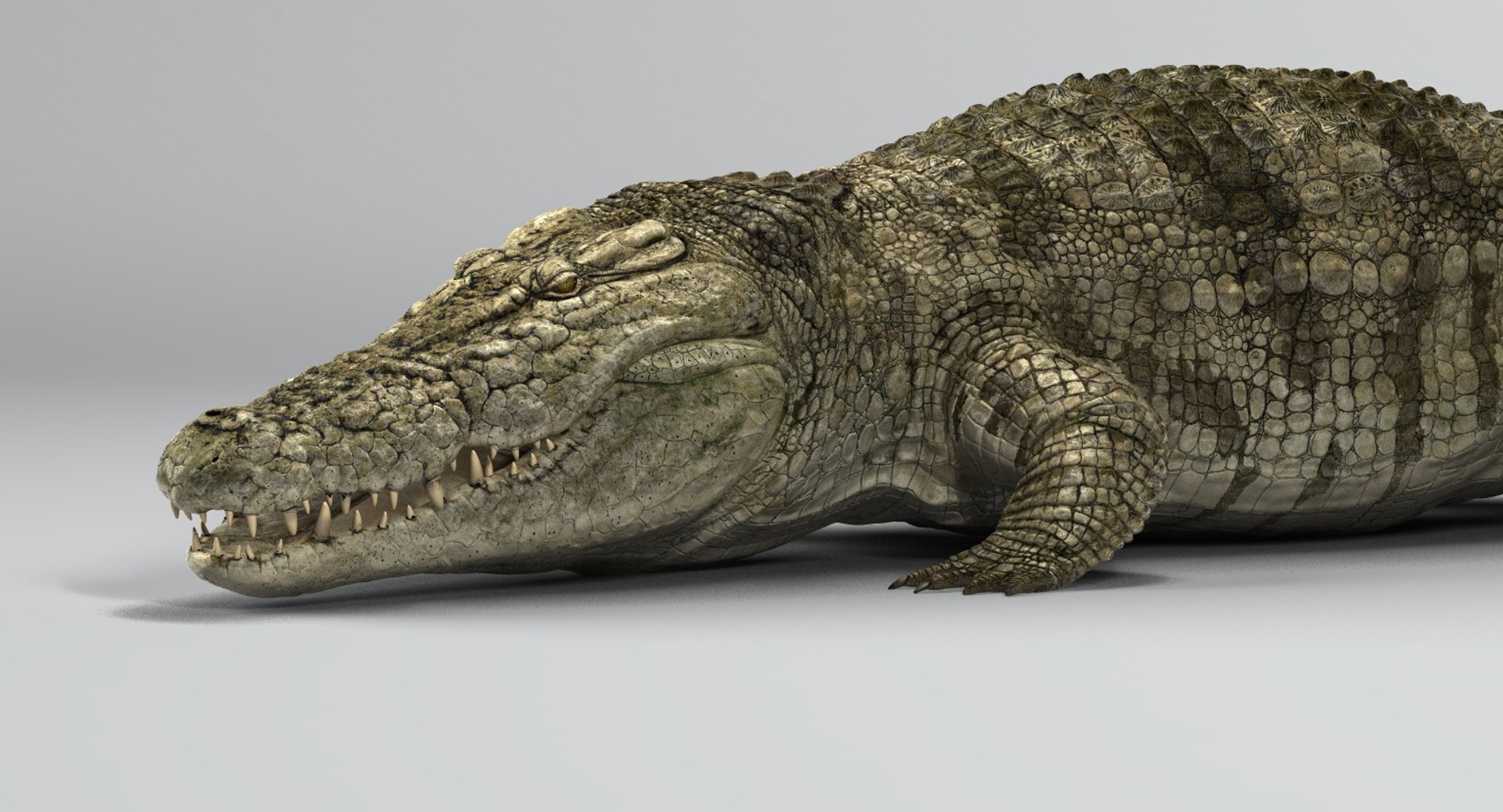 crocodile rigged 3D https://p.turbosquid.com/ts-thumb/iX/HPcGk0/y8iMSRuN/7/jpg/1493976041/1920x1080/fit_q87/97630c04a2a9c9dba4faf58b683663fdb6225d7d/7.jpg