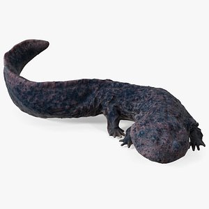 Andrias Davidianus Dark Rigged