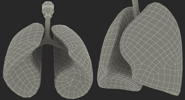 3D model lung anatomy - TurboSquid 1214480