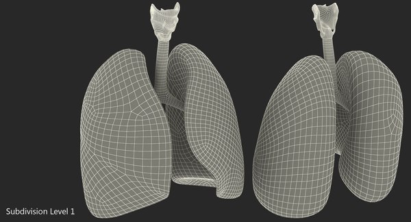 3D model lung anatomy - TurboSquid 1214480