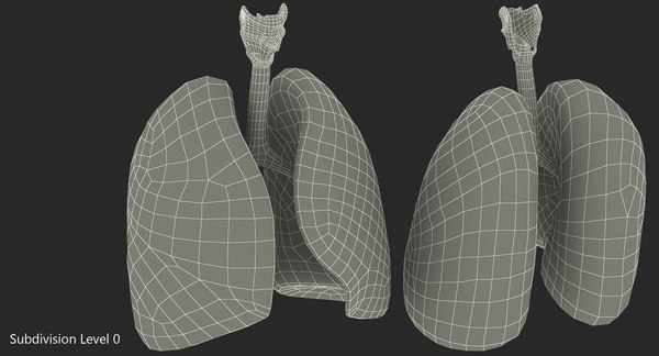 3D model lung anatomy - TurboSquid 1214480