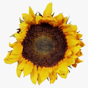 Sunflower Brown Remastered