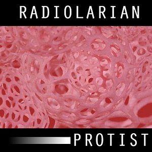 radiolarians organically protist 3d model