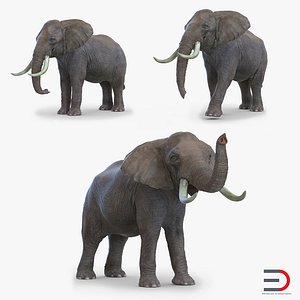 elephants set 3d model