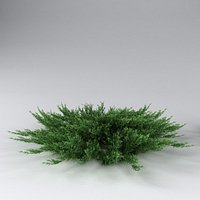 Savin Juniper ( Juniperus sabina )
