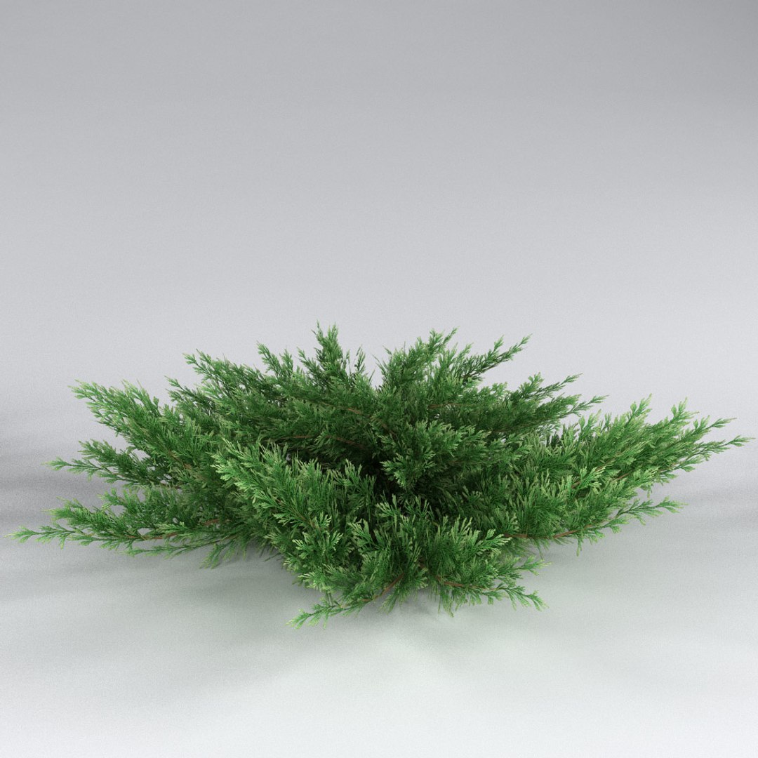 3d Model Savin Juniper Juniperus Sabina