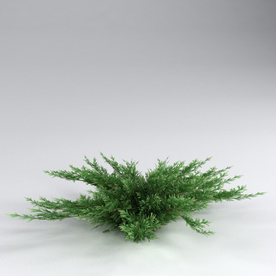 3d Model Savin Juniper Juniperus Sabina