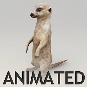 Meerkat Animated