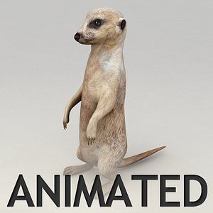 Meerkat Animated