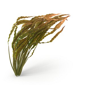 3D model Cryptocoryne spiralis bend