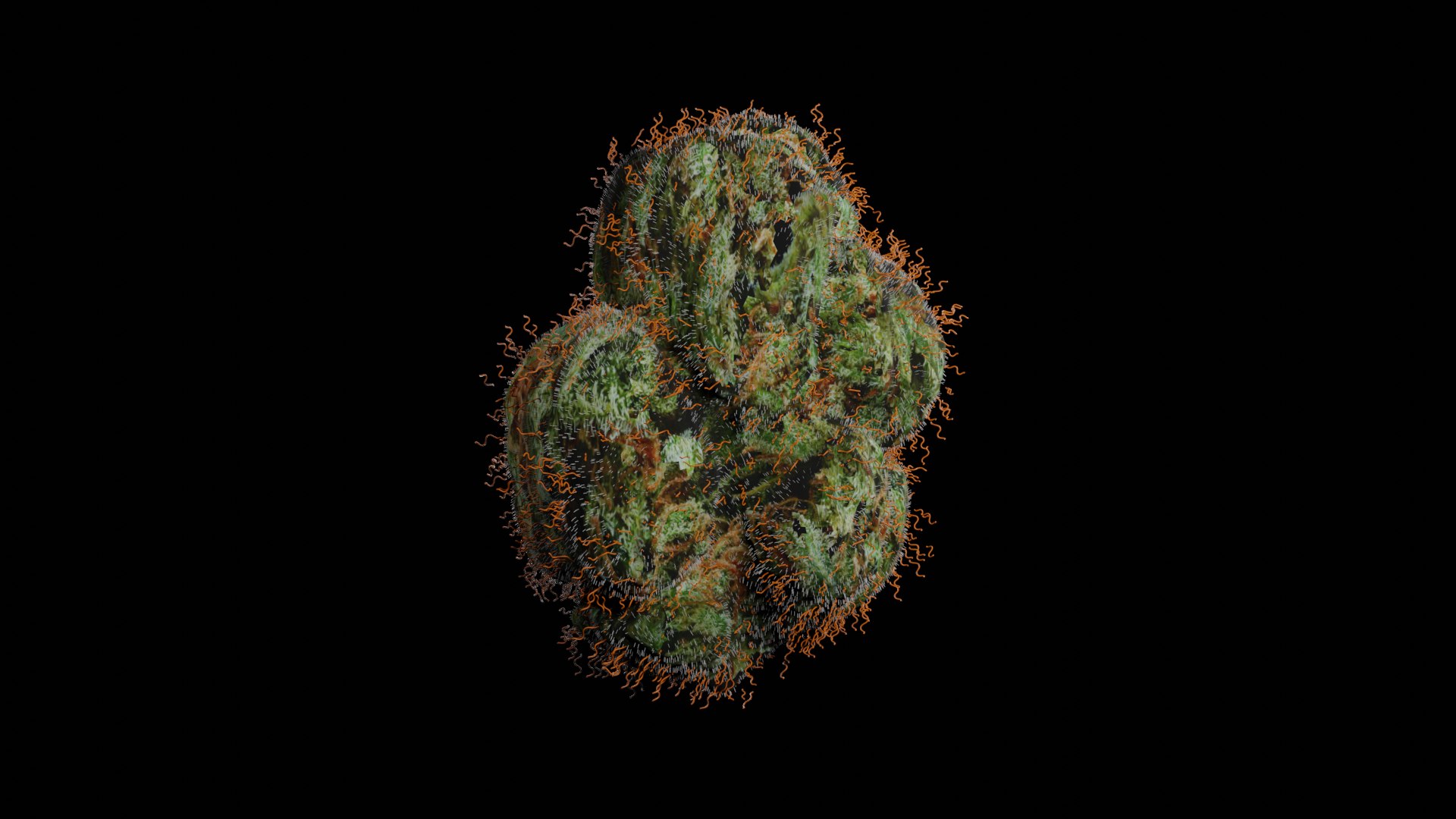 Free 3D Weed Bud TurboSquid 1492240