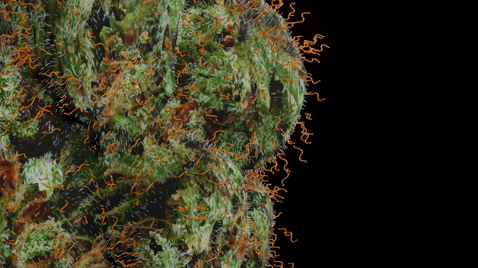 3D weed bud https://p.turbosquid.com/ts-thumb/iX/ggv41C/xIy8Jc2p/weedbudcloseup/png/1578530834/1920x1080/fit_q87/4e1ef6bfb25f6c1d69f7dd32ac65e3f21b7deb03/weedbudcloseup.jpg