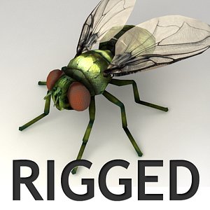 Rigged Fly