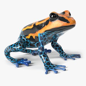 Poison Dart Frog Animated 3D model