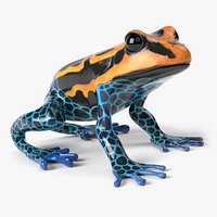 Poison Dart Frog Animated