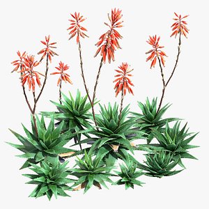 Aloe Brevifolia - Short Leaf Aloe 3D model