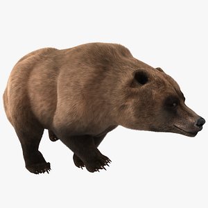 3d grizzly bear pose 4