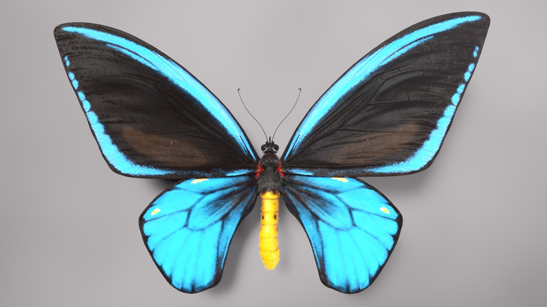 3d model ornithoptera alexandrae butterfly https://p.turbosquid.com/ts-thumb/iY/8cEl1v/0G/beauty34/jpg/1611254347/1920x1080/fit_q87/5a579f3af7bc57a19a97e7eaa2c3075ab2f48c2b/beauty34.jpg