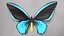 Ornithoptera Alexandrae Butterfly Male