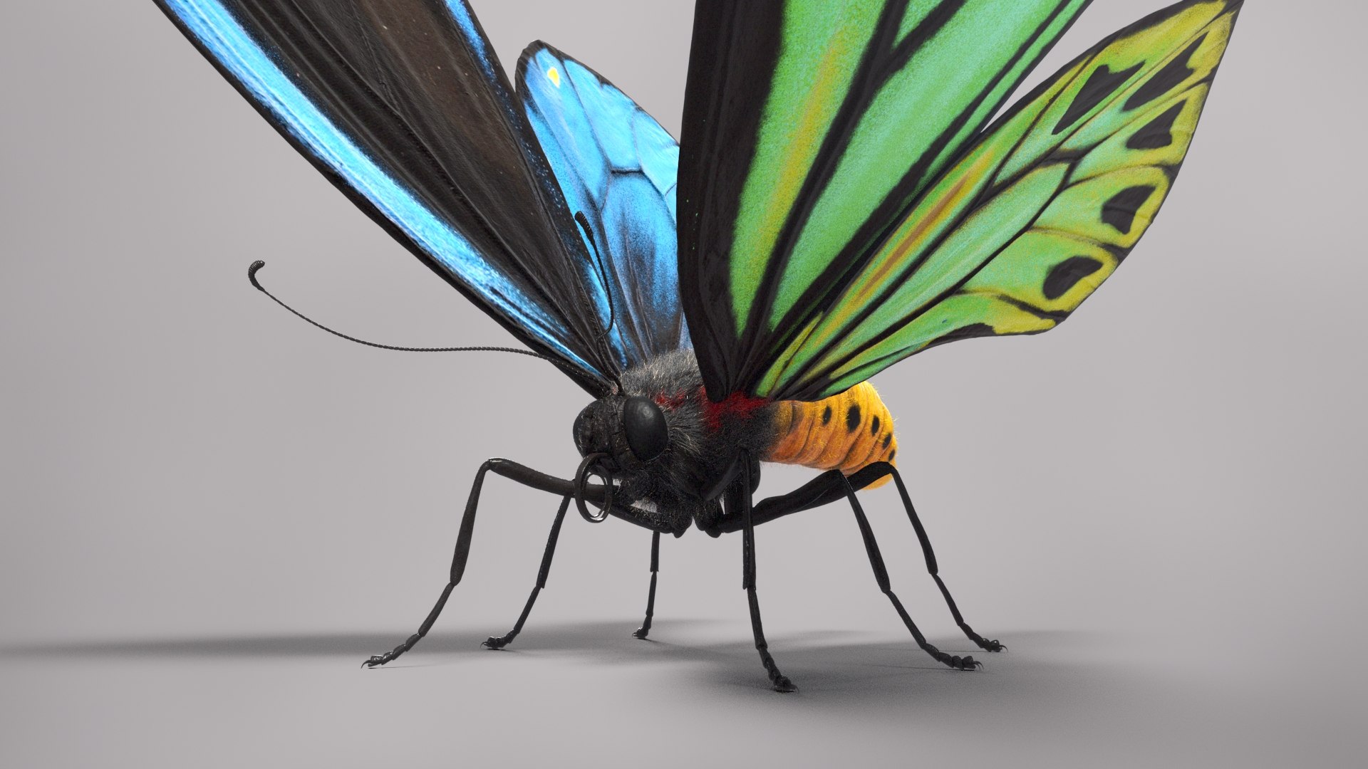 3d model ornithoptera alexandrae butterfly https://p.turbosquid.com/ts-thumb/iY/8cEl1v/4v/beauty36/jpg/1611254346/1920x1080/fit_q87/566ec086a251d06ae448508c734a5616ea91ba0d/beauty36.jpg