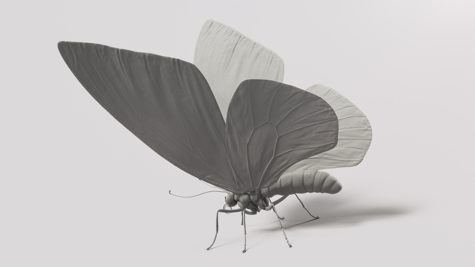 3d model ornithoptera alexandrae butterfly https://p.turbosquid.com/ts-thumb/iY/8cEl1v/5T/shade39/jpg/1611254392/1920x1080/fit_q87/c038641df2708d4522a0fc8682a71e1657097c11/shade39.jpg