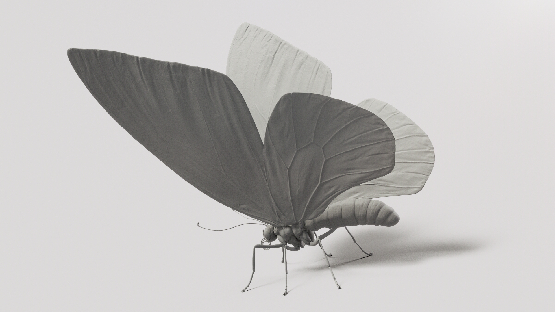 ornithopteraalexandrae蝴蝶3d模型