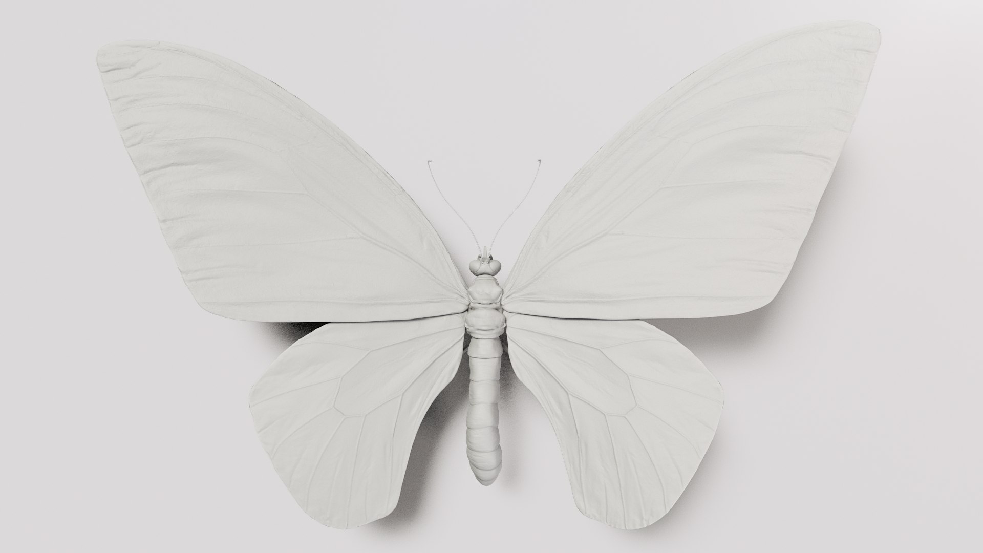 3d model ornithoptera alexandrae butterfly https://p.turbosquid.com/ts-thumb/iY/8cEl1v/9D/shade34/jpg/1611254369/1920x1080/fit_q87/a30237eb0082568fe7405668ca3b5c5c4bb87320/shade34.jpg