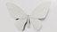 Ornithoptera Alexandrae Butterfly Male