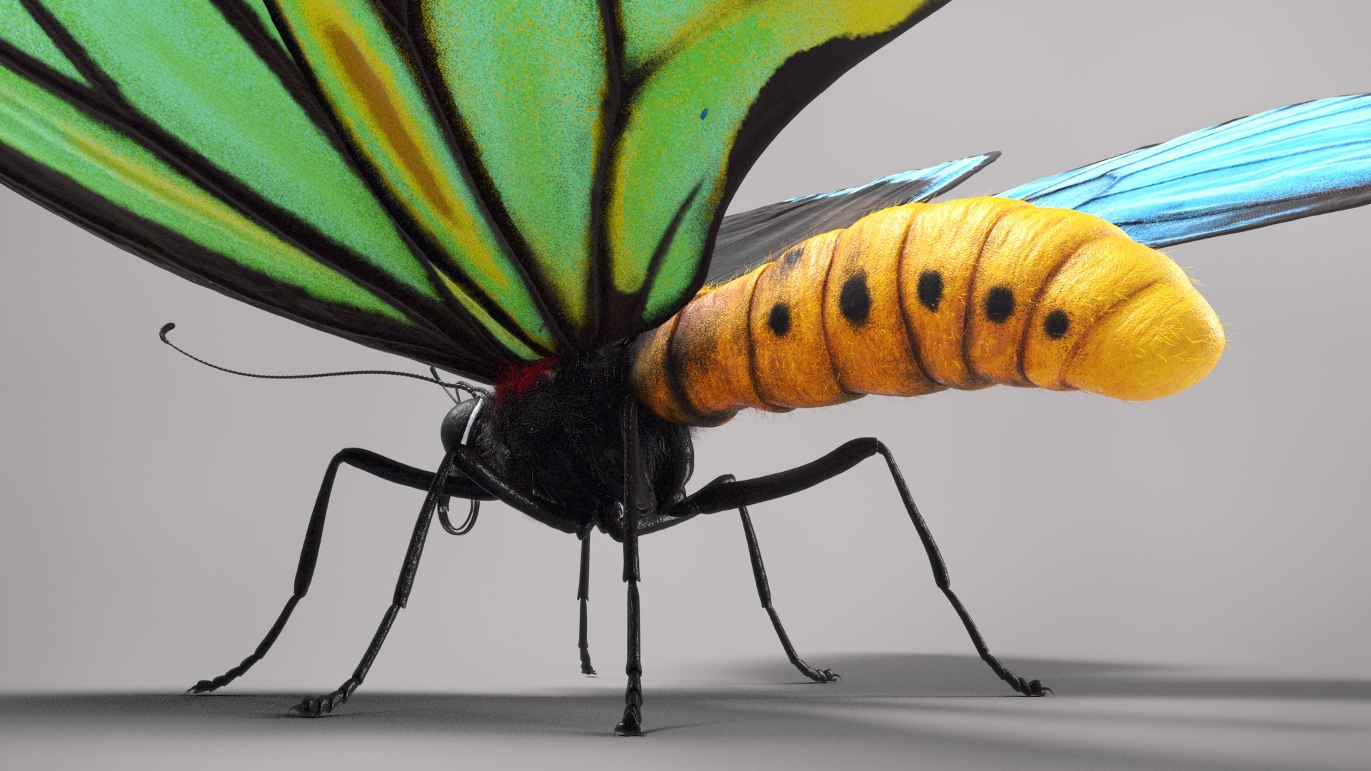 3d model ornithoptera alexandrae butterfly https://p.turbosquid.com/ts-thumb/iY/8cEl1v/GV/beauty35/jpg/1611254344/1920x1080/fit_q87/aa7265292836c1a9d43ae98fd4509784c7006b7a/beauty35.jpg