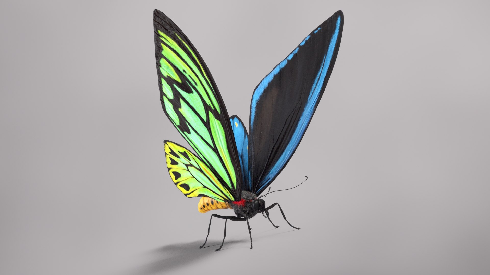 3d model ornithoptera alexandrae butterfly https://p.turbosquid.com/ts-thumb/iY/8cEl1v/GV/beauty38/jpg/1611254352/1920x1080/fit_q87/05f0da941dda01d575ec5bb182950ab0190b5048/beauty38.jpg