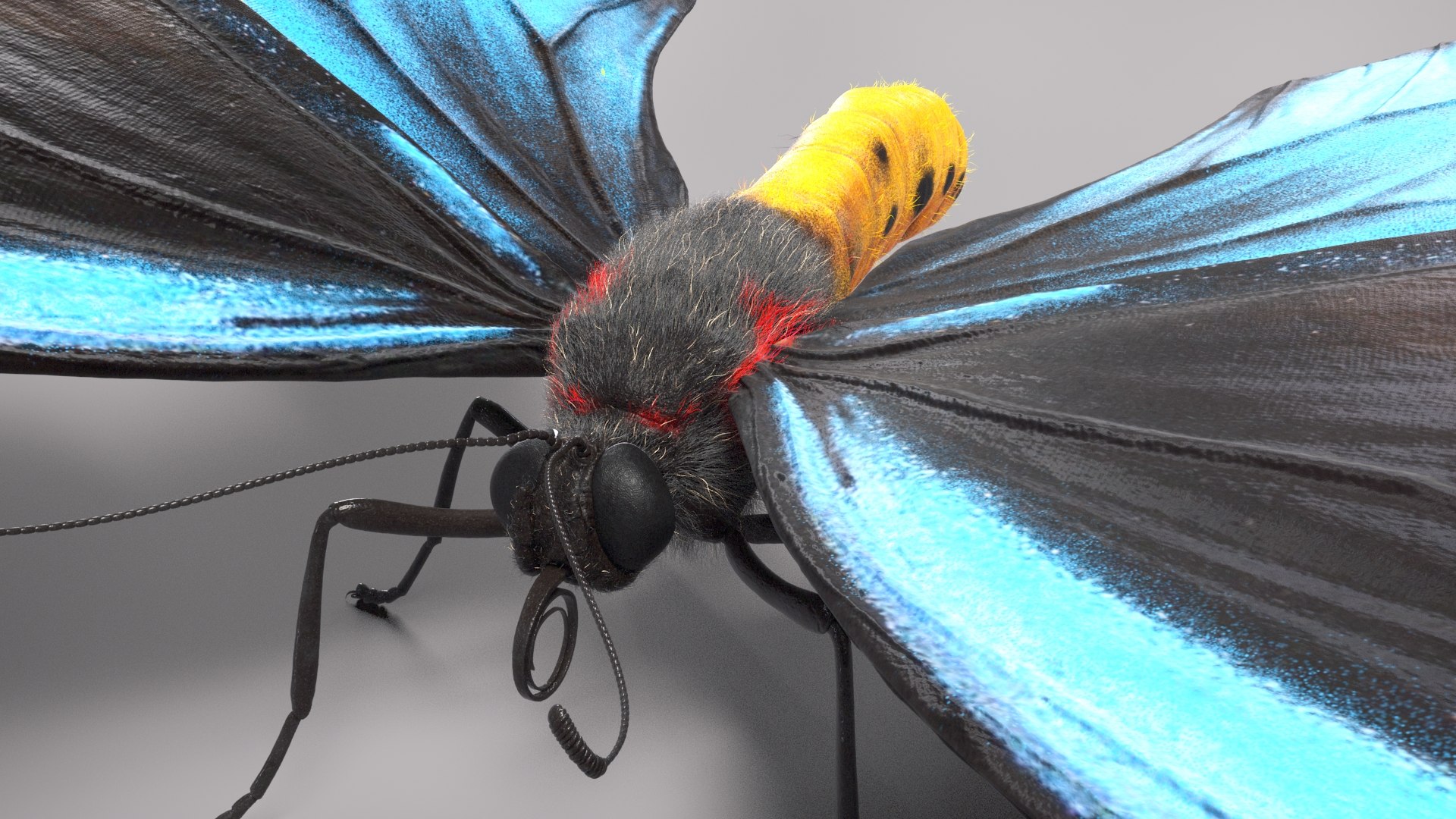 3d model ornithoptera alexandrae butterfly https://p.turbosquid.com/ts-thumb/iY/8cEl1v/KG/beauty32/jpg/1611254342/1920x1080/fit_q87/f379cdec3744ed6b223161cc2b5c900db1e40860/beauty32.jpg