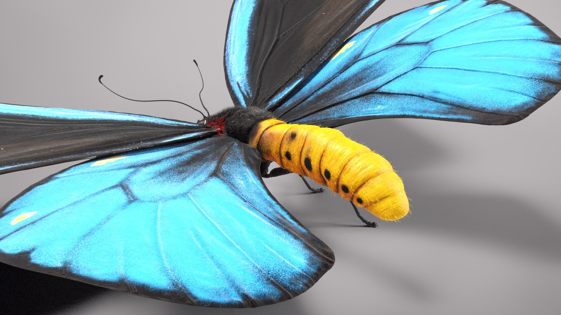 3d model ornithoptera alexandrae butterfly https://p.turbosquid.com/ts-thumb/iY/8cEl1v/Lb/beauty33/jpg/1611254340/1920x1080/fit_q87/276d9ce3347432434f3b4450aacae69af3cefa17/beauty33.jpg